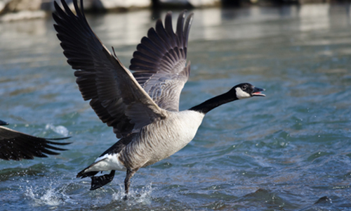 跡 ず 濁さ 鳥 を 立つ